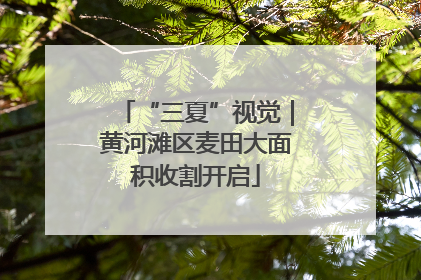 “三夏”视觉｜黄河滩区麦田大面积收割开启