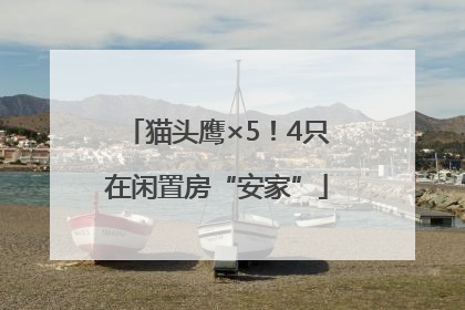 猫头鹰×5！4只在闲置房“安家”