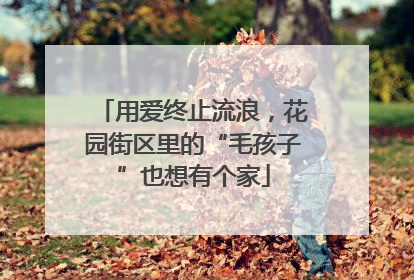 用爱终止流浪，花园街区里的“毛孩子”也想有个家