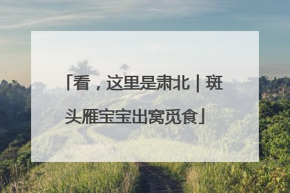 看，这里是肃北｜斑头雁宝宝出窝觅食