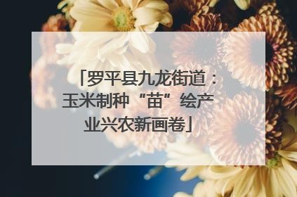 罗平县九龙街道：玉米制种“苗”绘产业兴农新画卷