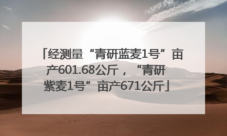 经测量“青研蓝麦1号”亩产601.68公斤，“青研紫麦1号”亩产671公斤