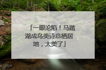 一眼沦陷！马踏湖成鸟类诗意栖居地，太美了