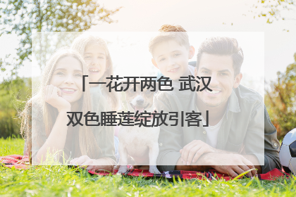 一花开两色 武汉双色睡莲绽放引客