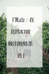 乳山：在北纬37度做出独特茶香