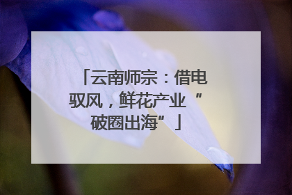 云南师宗：借电驭风，鲜花产业“破圈出海”