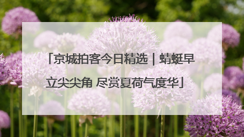 京城拍客今日精选｜蜻蜓早立尖尖角 尽赏夏荷气度华