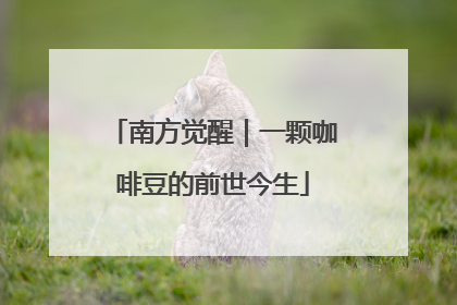 南方觉醒｜一颗咖啡豆的前世今生