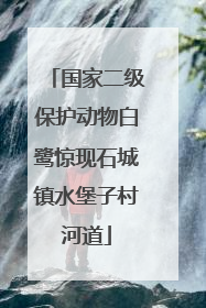 国家二级保护动物白鹭惊现石城镇水堡子村河道