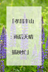 孝昌丰山：雨后天晴插秧忙