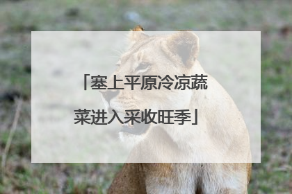 塞上平原冷凉蔬菜进入采收旺季