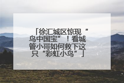 徐汇城区惊现“鸟中国宝”！看城管小哥如何救下这只“彩虹小鸟”