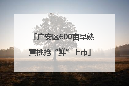 广安区600亩早熟黄桃抢“鲜”上市
