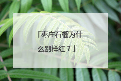 枣庄石榴为什么别样红？