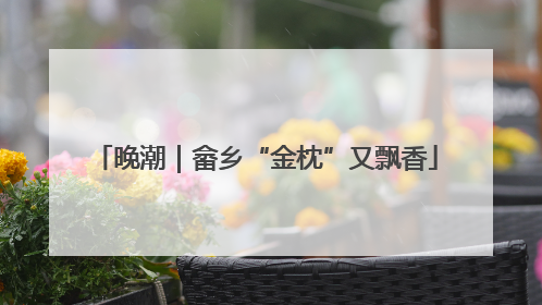 晚潮｜畲乡“金枕”又飘香