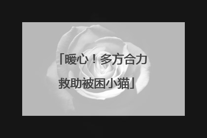 暖心！多方合力救助被困小猫