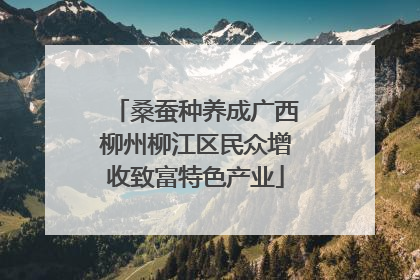 桑蚕种养成广西柳州柳江区民众增收致富特色产业