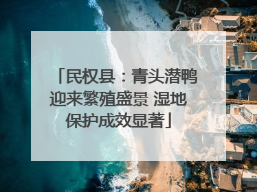 民权县：青头潜鸭迎来繁殖盛景 湿地保护成效显著