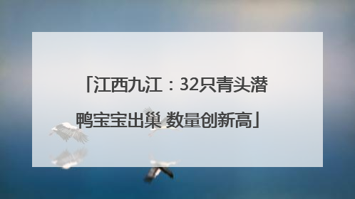 江西九江：32只青头潜鸭宝宝出巢 数量创新高