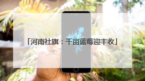 河南社旗：千亩蓝莓迎丰收