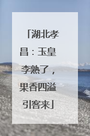 湖北孝昌：玉皇李熟了，果香四溢引客来