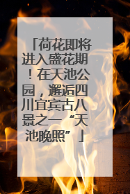 荷花即将进入盛花期！在天池公园，邂逅四川宜宾古八景之一“天池晚照”