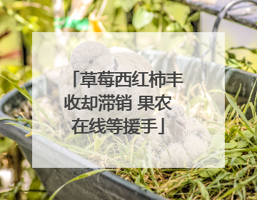 草莓西红柿丰收却滞销 果农在线等援手