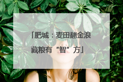 肥城：麦田翻金浪藏粮有“智”方