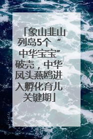 象山韭山列岛5个“中华宝宝”破壳，中华凤头燕鸥进入孵化育儿关键期