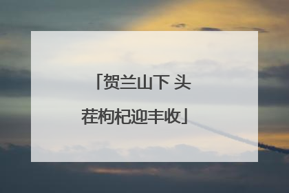 贺兰山下 头茬枸杞迎丰收