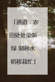 通道：农田处处染新绿 制种水稻移栽忙