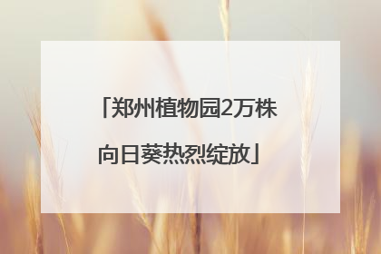 郑州植物园2万株向日葵热烈绽放