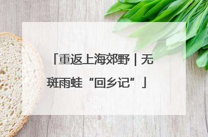 重返上海郊野｜无斑雨蛙“回乡记”