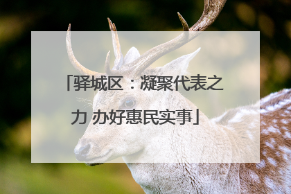 驿城区：凝聚代表之力 办好惠民实事