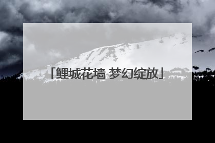 鲤城花墙 梦幻绽放