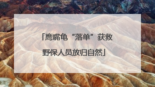 鹰嘴龟“落单”获救 野保人员放归自然